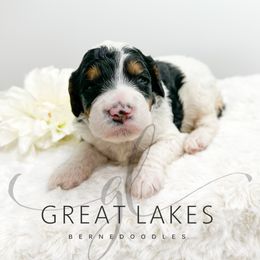 Beacon - Tri-color female Bernedoodle puppy in Baroda, Michigan from Great Lakes Bernedoodles