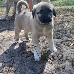 Anatolian Shepherd Dog Puppies from Sherry Brook Farm