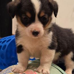 Marshall - Black tri-color male Assorted Doodle Crosses puppy in Mouth Of Wilson, Virginia from Holly Ridge Aussies, Aussiedoodles & Corgis