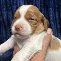Brittany puppies from Red Truck Brittanys