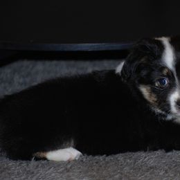 Miniature American Shepherd and Miniature Australian Shepherd Puppies from Fuzy Butts Mini & Toy Aussies