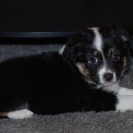 Miniature American Shepherd and Miniature Australian Shepherd Puppies from Fuzy Butts Mini & Toy Aussies