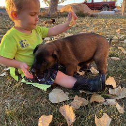Dutch Shepherd and xDutch Shepherd Puppies from Raw Nature K9