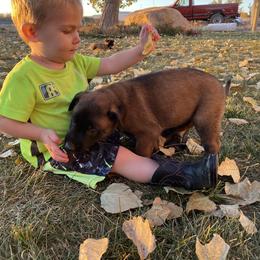 Dutch Shepherd and xDutch Shepherd Puppies from Raw Nature K9