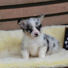 American Corgi and Pembroke Welsh Corgi Puppies from Abundant Joy Corgis