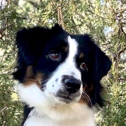 Tinsel - Black tri female Miniature American Shepherd puppy in New Mexico from Von Südwest German Shepherds and Mosaic Mini American Shepherds