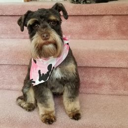 Miniature Schnauzers from Dogs and Cats Castle Mini Schnauzers