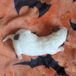 Lillian - Chocolate and white female Chihuahua puppy in Amity, Pennsylvania from Baxters Chihuahuas