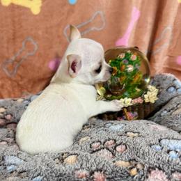 Casino - Cream and white male Chihuahua puppy in Pounding  Mill, Virginia from Rosa's Chihuahuas