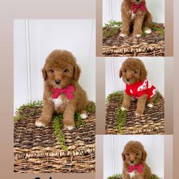 Bernedoodle, Cavapoo, Goldendoodle, and Poodle Puppies from Gypsi Doodles & Poodles