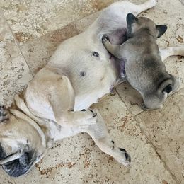 French Bulldog Puppies from Stuudmuffinfrenchies