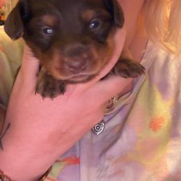 Dachshund Puppies from Jordin’s dainty Dachshunds