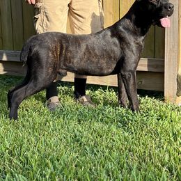 Sancho - Cane Corso