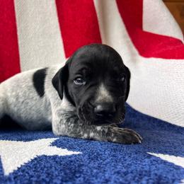 Pledge - Black roan male German Shorthaired Pointer puppy in Dugspur, Virginia from Pilgrims Trails Shorthairs