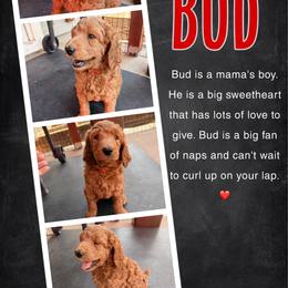 Bud - Red  male Poodle puppy in Sheridan, California from Renegade Standard Poodles