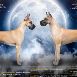 Great Danes from Harmoni