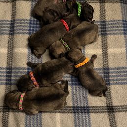 Pug puppies from Loda's Pugs