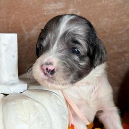 Nutmeg - Grey and white female Bernedoodle puppy in Gilbert, Arizona from The Berne Barn... it’s a Doodle thing!