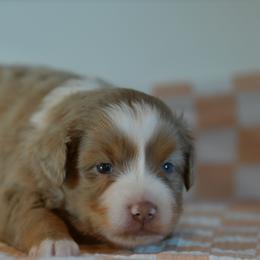 Grove - Red merle male Miniature Australian Shepherd puppy in Hartman, Arkansas from Southern Edition Aussies