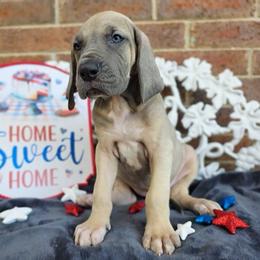 Tonks - Fawn female Great Dane puppy in Arlington, Texas from Scoober Danes