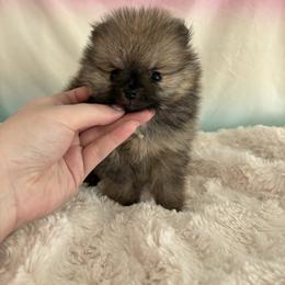 Female - Red sable female Pomeranian puppy in Lehi, Utah from Candy Shop Poms