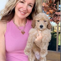 Prince Flynn - Brown male Bernedoodle puppy in Yuba City, California from Ranch House Doodles