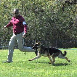 German Shepherd Puppies from Ca-She Shepherds