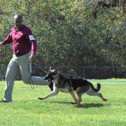 German Shepherd Puppies from Ca-She Shepherds