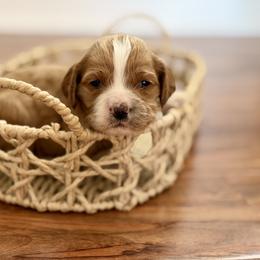 Biscuit - Red and white male Cockapoo puppy in Santa Barbara, California from K+C Doodles