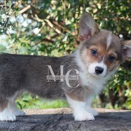 Vogue - Sable female Pembroke Welsh Corgi puppy in Straughn, Alabama from Magnolia Creek Corgis