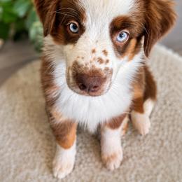 Booty - Red tri female Miniature Australian Shepherd puppy in Alexandria, Virginia from Fairfax Aussies