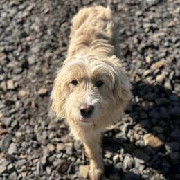 Lady - Goldendoodle