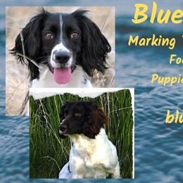 English Springer Spaniel All Grown Up from Blue River Kennel