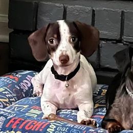 Dachshunds from Lynn’s Southern Doxies