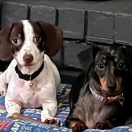 Dachshunds from Lynn’s Southern Doxies