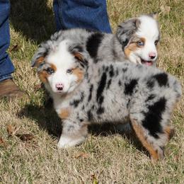 Blue Merle Female 2 - Blue merle female Miniature Australian Shepherd puppy in Lawton, Oklahoma from Lindsey’s Aussies