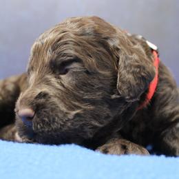 Red collar Ute - Chocolate male Australian Labradoodle puppy in Provo, Utah from EllsWORTH Labradoodles LLC
