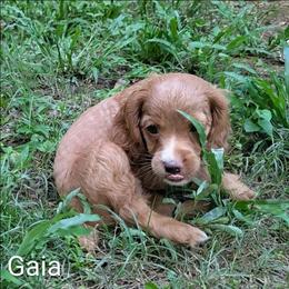 Gaia - Red female Cockapoo puppy in Sunset, Louisiana from Cano Cockapoos