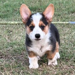 Boy 2 - Pembroke Welsh Corgi puppy from JK Ranch Corgis