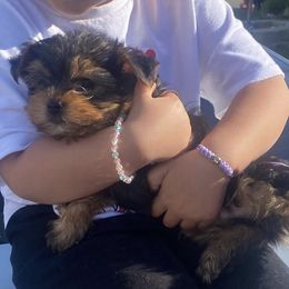 Yorkshire Terrier Puppies from Central Valley Yorkies