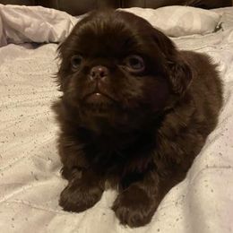 Pekingese from Dirty Boot Kennel