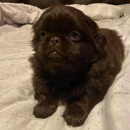 Pekingese from Dirty Boot Kennel