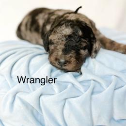 Wrangler - Merle male Goldendoodle puppy in Pasco, Washington from Camp Doodle Woods