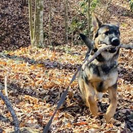 German Shepherds from Stone Creek Farm