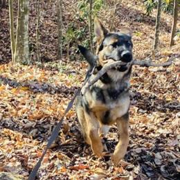 German Shepherds from Stone Creek Farm
