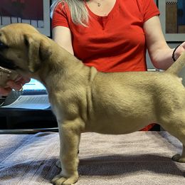 Betty - Bullmastiff puppy in Everett, Washington from Bulwark Bullmastiffs
