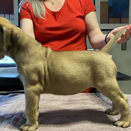 Betty - Bullmastiff puppy in Everett, Washington from Bulwark Bullmastiffs
