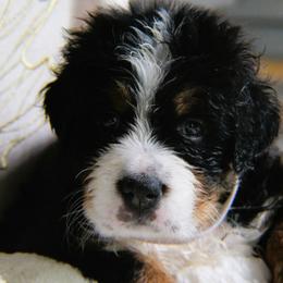 Aussiedoodles, Bernedoodles, and Bernese Mountain Dogs from Doodle Mountain