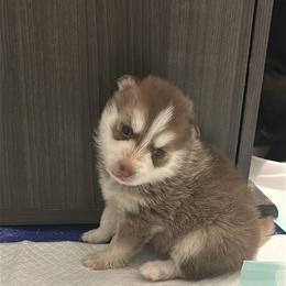 Pax - Red and white male Pomsky puppy in Pasco County, Florida from Pomsky Hills