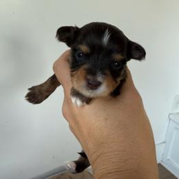 Scout - Chocolate, tan and white male Yorkshire Terrier puppy in Elk Ridge, Utah from Janita's Yorkshire Terriers